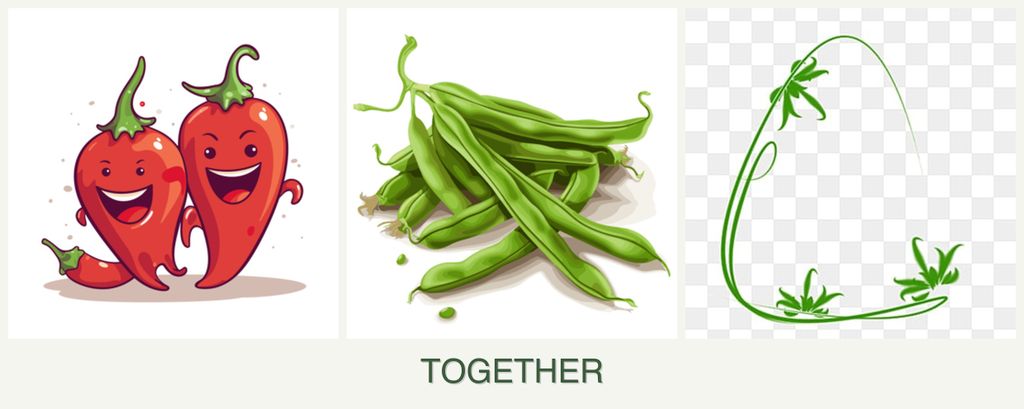 Can you plant peppers, beans and tarragon together?