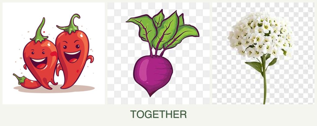 Can you plant peppers, beets and alyssum together?