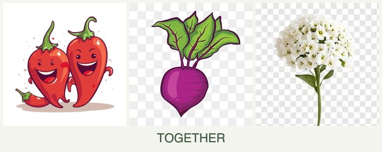 Can you plant peppers, beets and alyssum together?