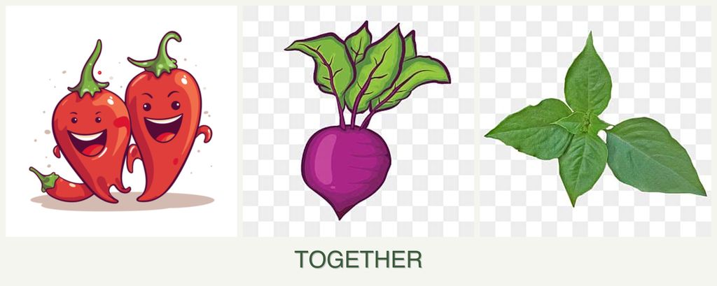 Can you plant peppers, beets and basil together?