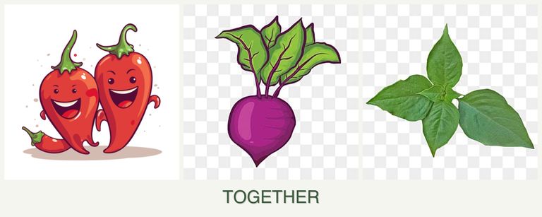 Can you plant peppers, beets and basil together?
