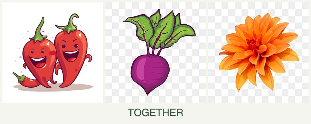 Can you plant peppers, beets and dahlias together?