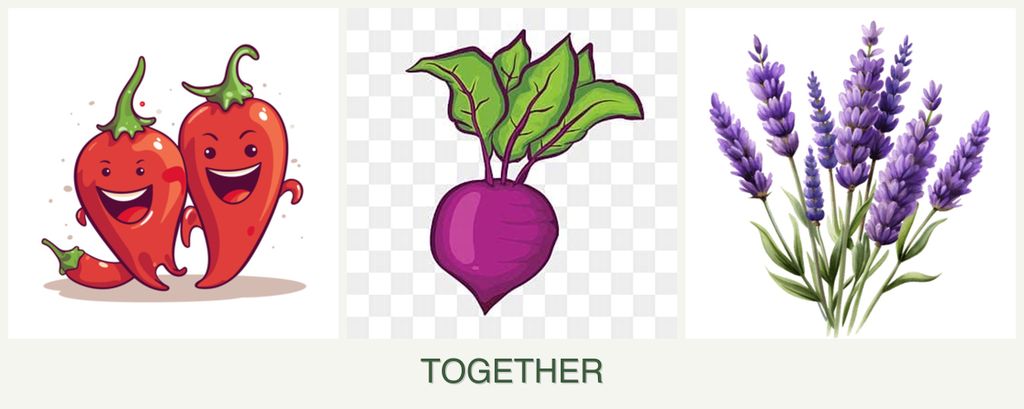 Can you plant peppers, beets and lavender together?