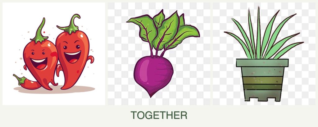 Can you plant peppers, beets and lemongrass together?
