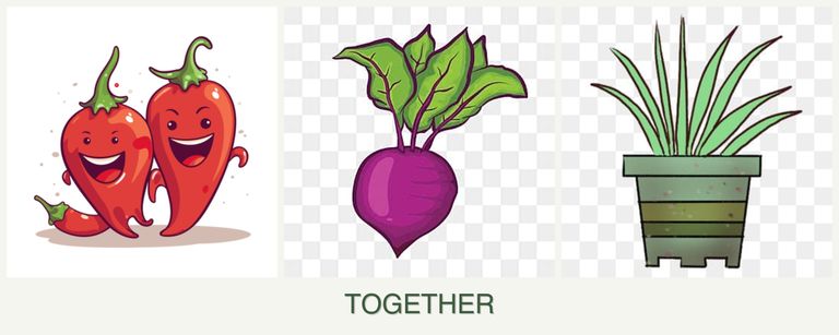Can you plant peppers, beets and lemongrass together?