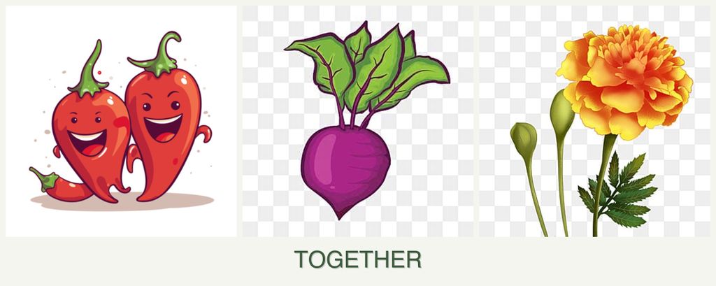 Can you plant peppers, beets and marigolds together?
