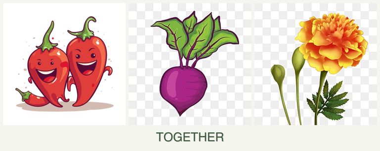 Can you plant peppers, beets and marigolds together?