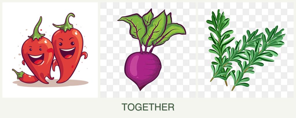 Can you plant peppers, beets and rosemary together?