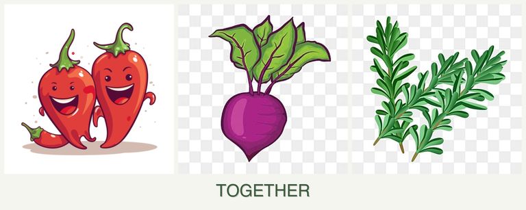 Can you plant peppers, beets and rosemary together?