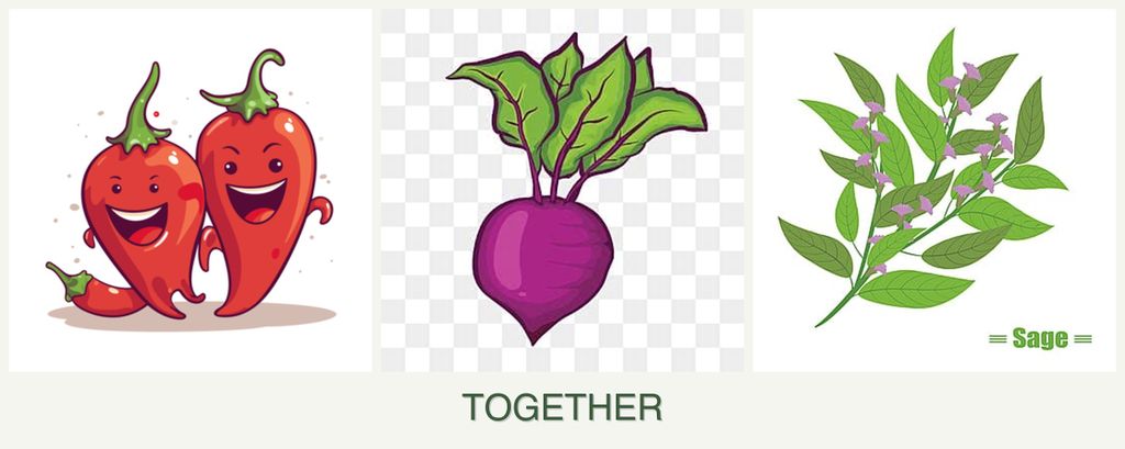 Can you plant peppers, beets and sage together?