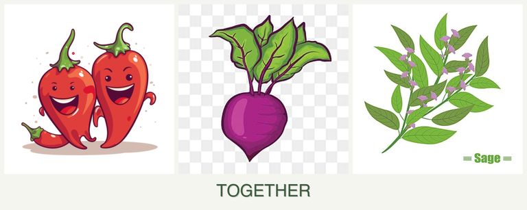 Can you plant peppers, beets and sage together?