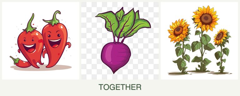 Can you plant peppers, beets and sunflowers together?