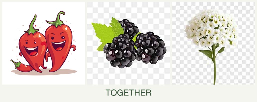 Can you plant peppers, blackberries and alyssum together?