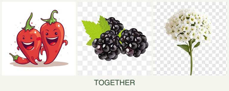 Can you plant peppers, blackberries and alyssum together?