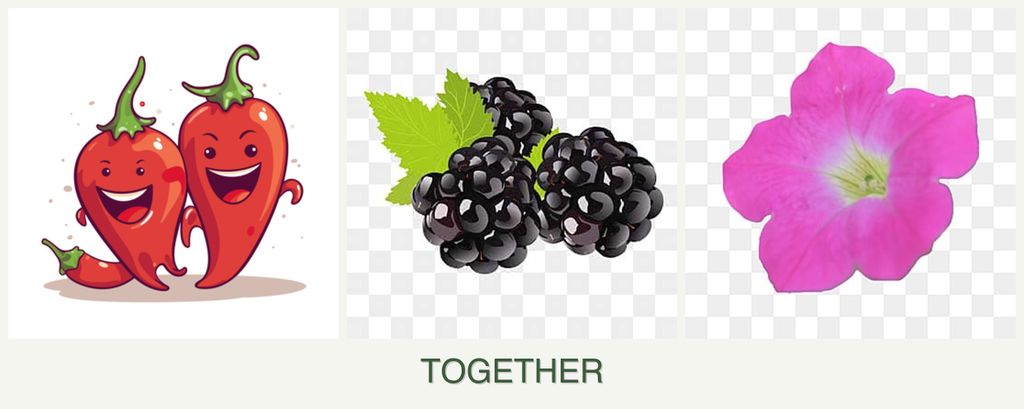 Can you plant peppers, blackberries and petunias together?