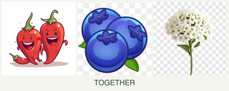 Can you plant peppers, blueberries and alyssum together?