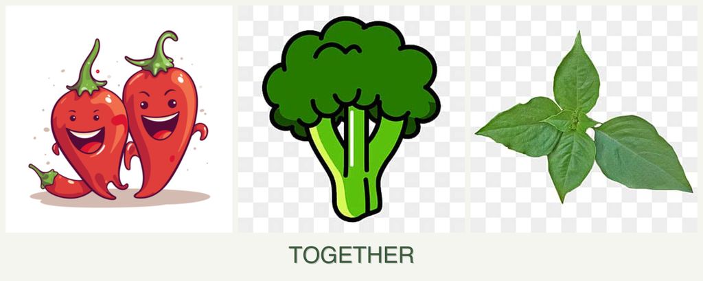 Can you plant peppers, broccoli and basil together?