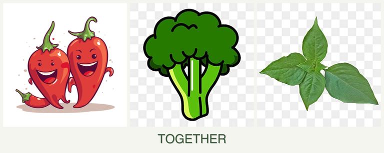 Can you plant peppers, broccoli and basil together?