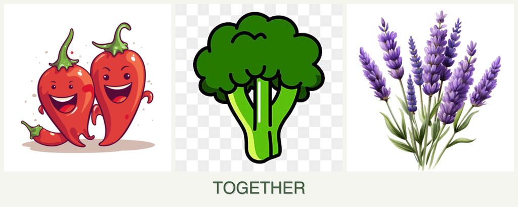 Can you plant peppers, broccoli and lavender together?
