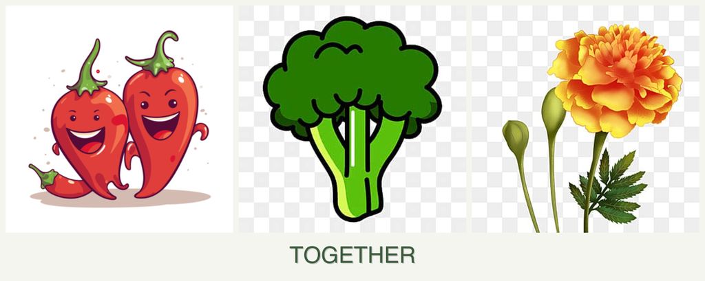 Can you plant peppers, broccoli and marigolds together?