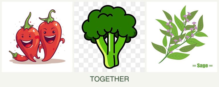Can you plant peppers, broccoli and sage together?