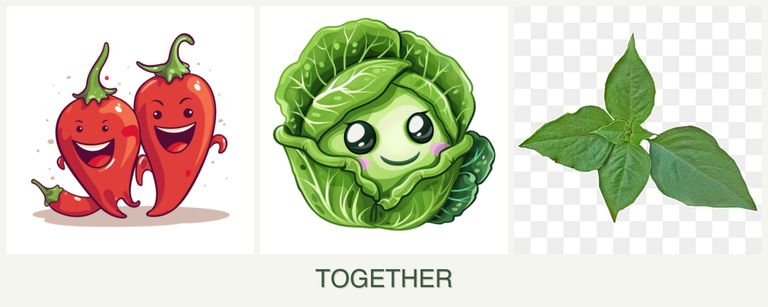 Can you plant peppers, cabbage and basil together?