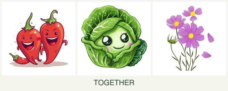 Can you plant peppers, cabbage and cosmos together?