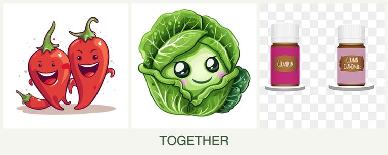 Can you plant peppers, cabbage and geraniums together?