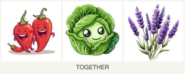 Can you plant peppers, cabbage and lavender together?