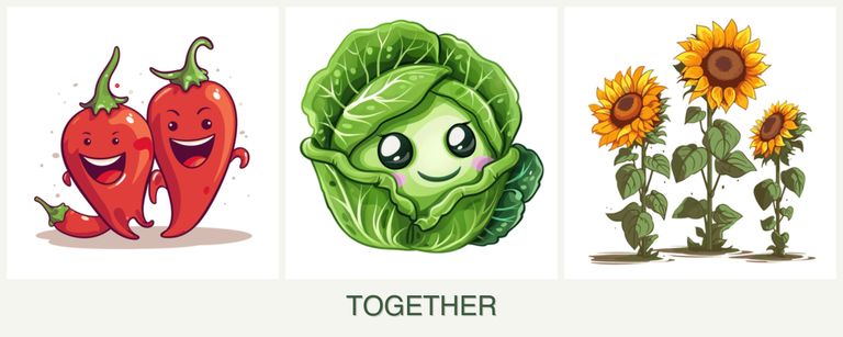 Can you plant peppers, cabbage and sunflowers together?