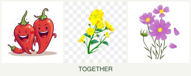 Can you plant peppers, calendula and cosmos together?