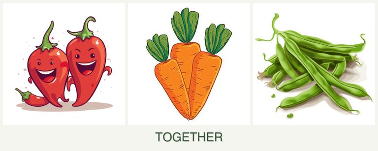Can you plant peppers, carrots and beans together?
