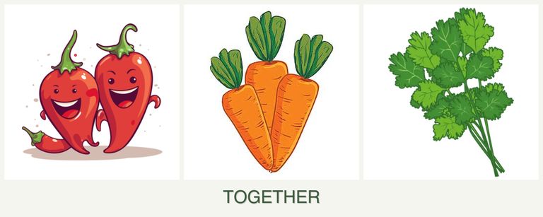 Can you plant peppers, carrots and cilantro together?