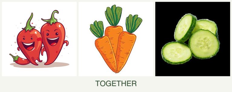 Can you plant peppers, carrots and cucumbers together?