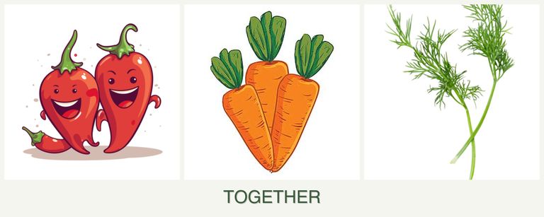 Can you plant peppers, carrots and dill together?