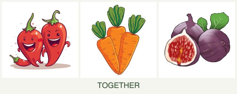 Can you plant peppers, carrots and figs together?