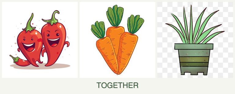 Can you plant peppers, carrots and lemongrass together?