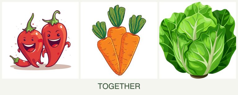 Can you plant peppers, carrots and lettuce together?