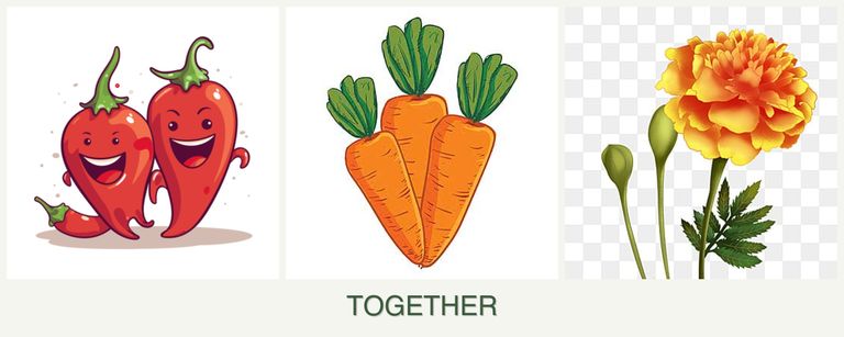 Can you plant peppers, carrots and marigolds together?