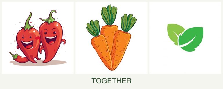 Can you plant peppers, carrots and mint together?
