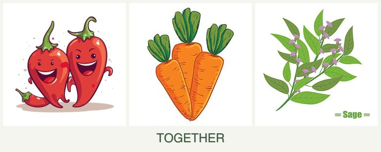 Can you plant peppers, carrots and sage together?