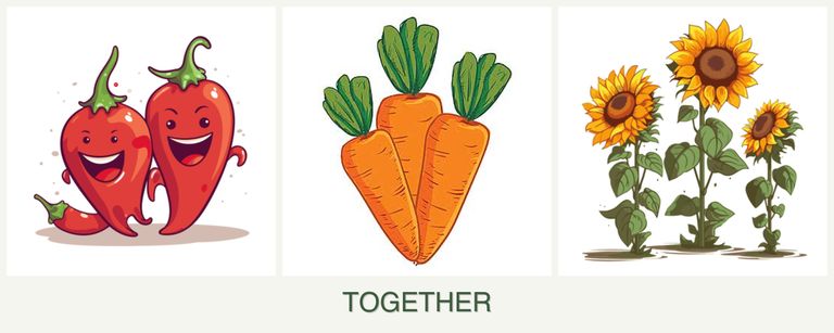 Can you plant peppers, carrots and sunflowers together?