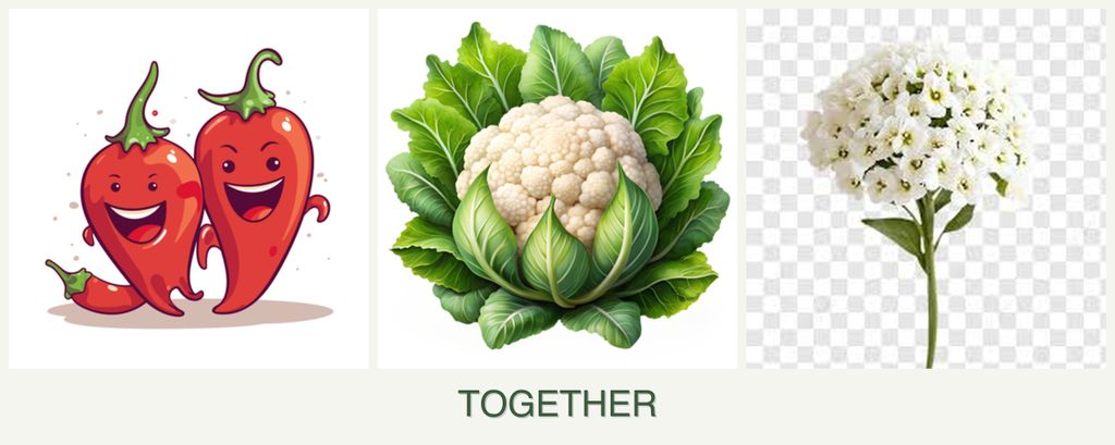 Can you plant peppers, cauliflower and alyssum together?