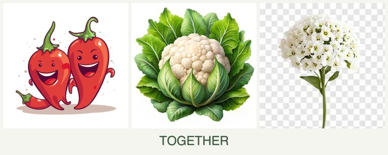 Can you plant peppers, cauliflower and alyssum together?