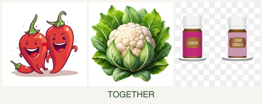 Can you plant peppers, cauliflower and geraniums together?
