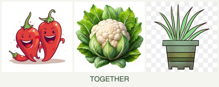 Can you plant peppers, cauliflower and lemongrass together?