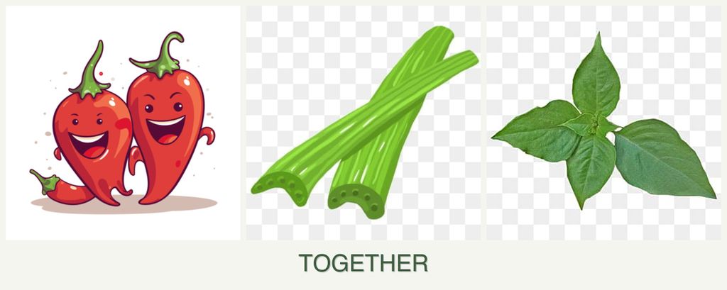 Can you plant peppers, celery and basil together?