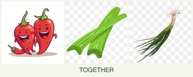 Can you plant peppers, celery and chives together?