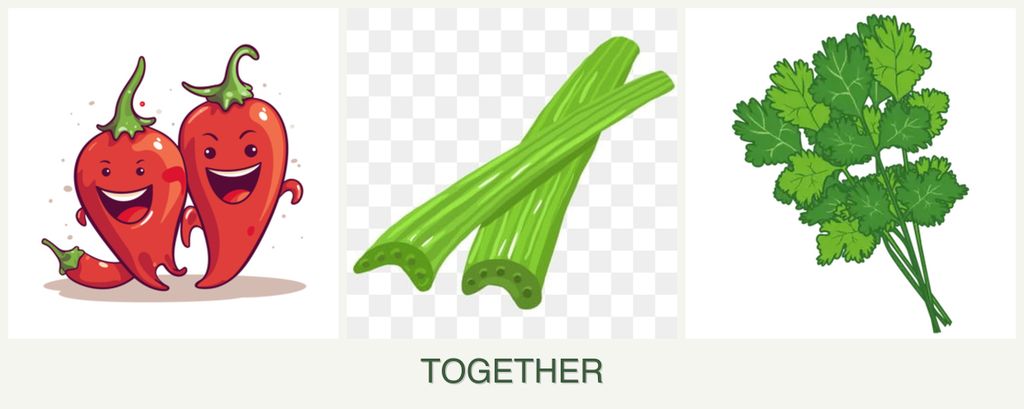 Can you plant peppers, celery and cilantro together?