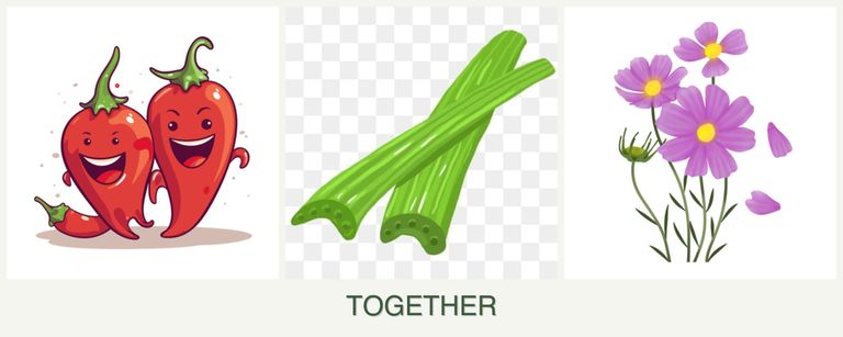 Can you plant peppers, celery and cosmos together?